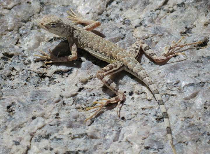 Zebra-tail Lizard