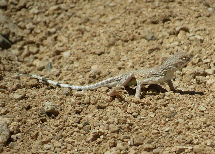 Zebra-tail Lizard