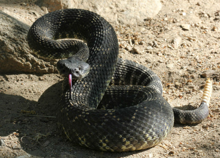 Southern Pacific Rattlesnake