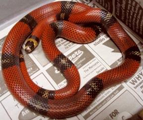 Tricolor Het Hypo Hondo