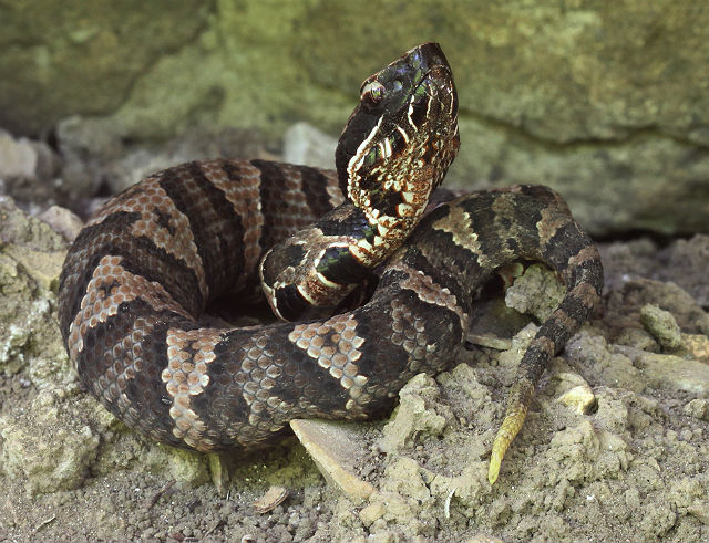 western cottonmouth_10_08sr 160