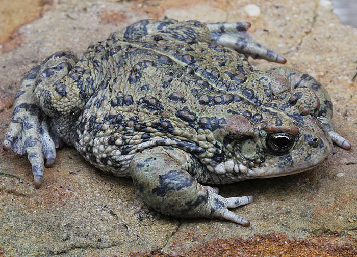 california toad_0950