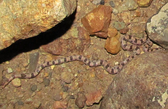 Spotted Leafnose Snake_7812