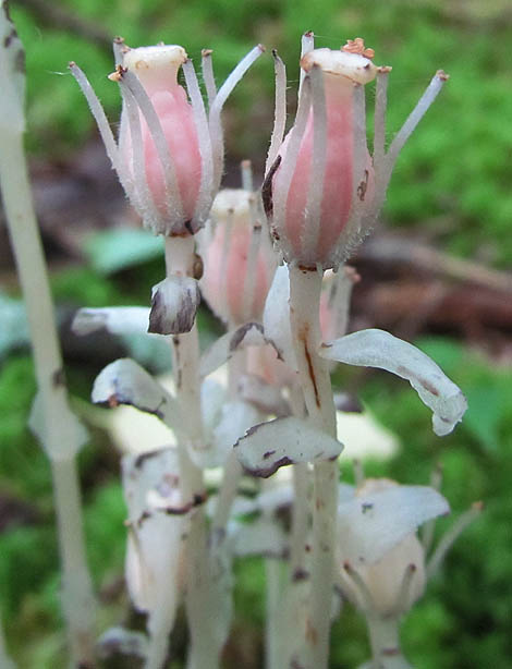 indian pipe_0548
