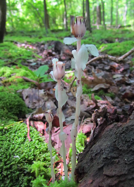 indian pipe_0549