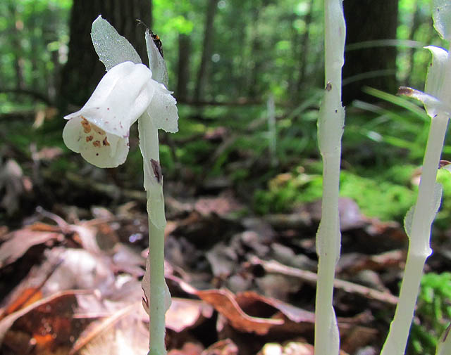 indian pipe_0567