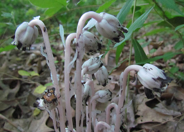 indian pipe_1599
