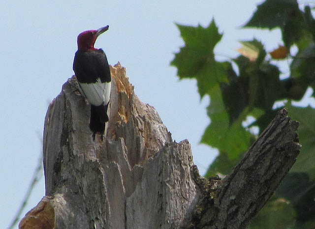 red-headed woodpecker_5021