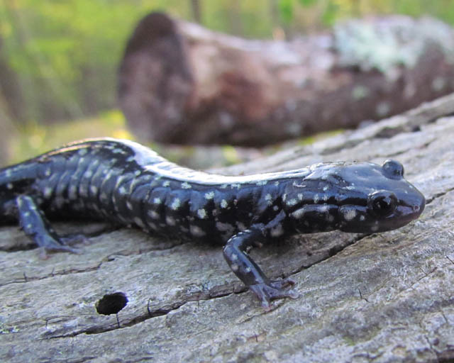 slimy salamander_3028