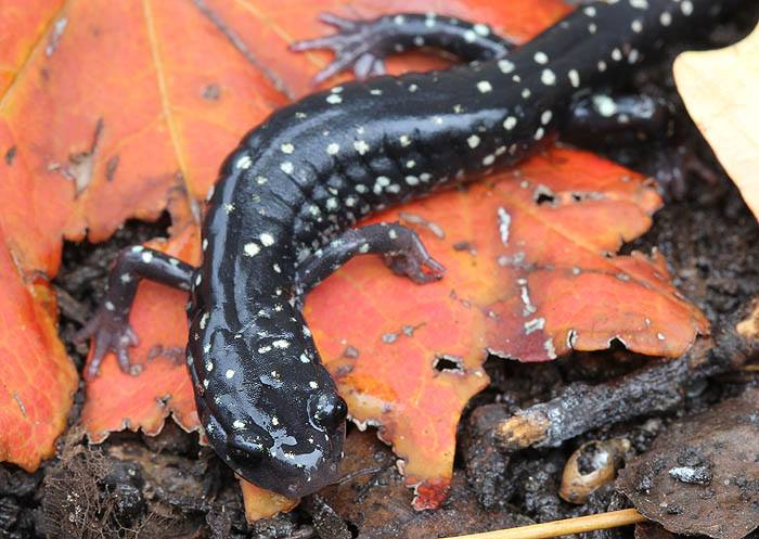 7 Slimy Salamander