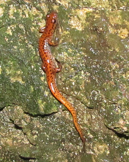 cave salamander_8004