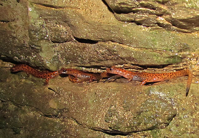 cave salamanders_8005