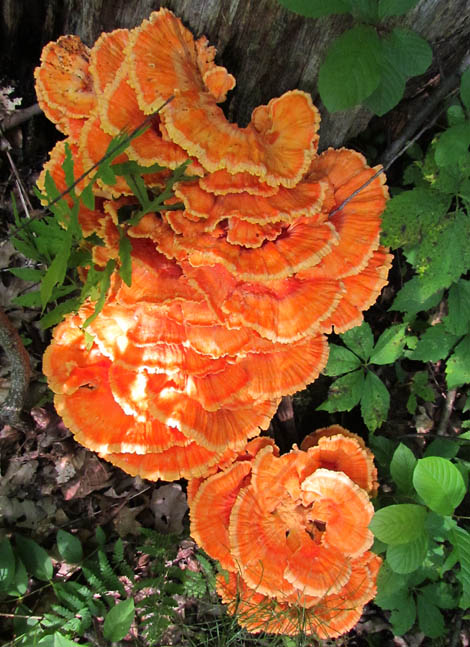 chicken of the woods_4035