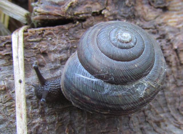 Eastern Forest Snail_6639