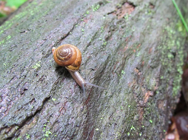 eastern forest snail_0754
