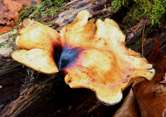 black-footed polypore 026