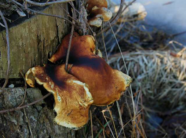 black-footed polypore 072