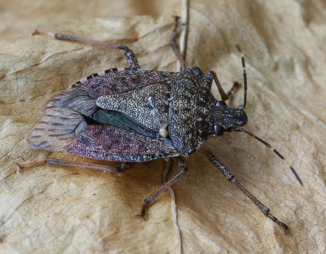 Brown Marmorated Stink Bug 023