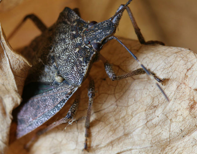 Brown Marmorated Stink Bug 031