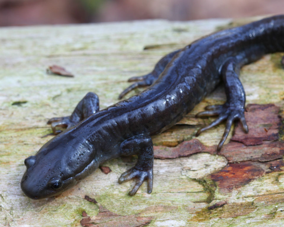 jefferson salamander 009