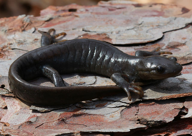 jefferson salamander 028