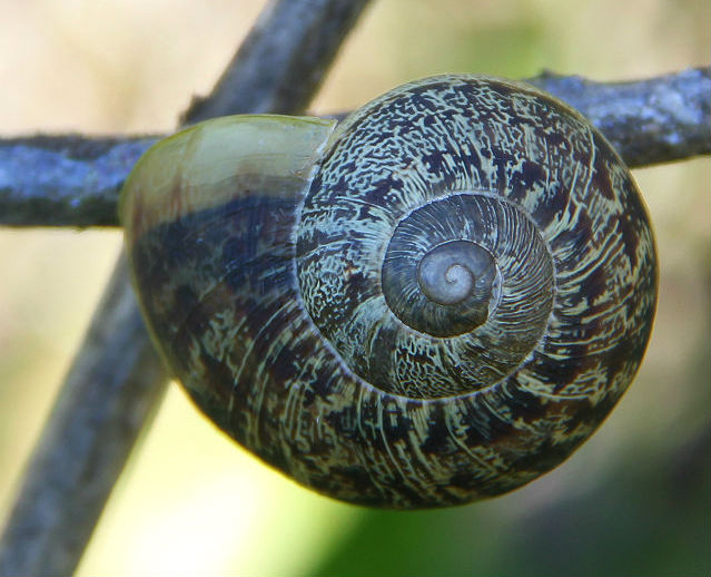 snail 001