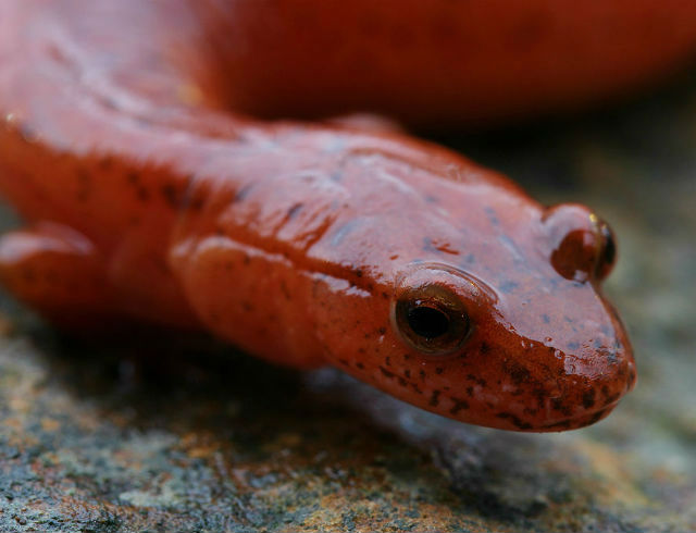 spring salamander 036