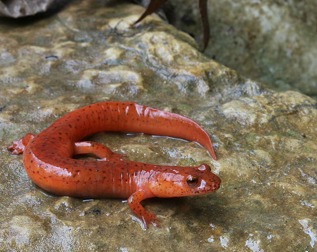 spring salamander 182