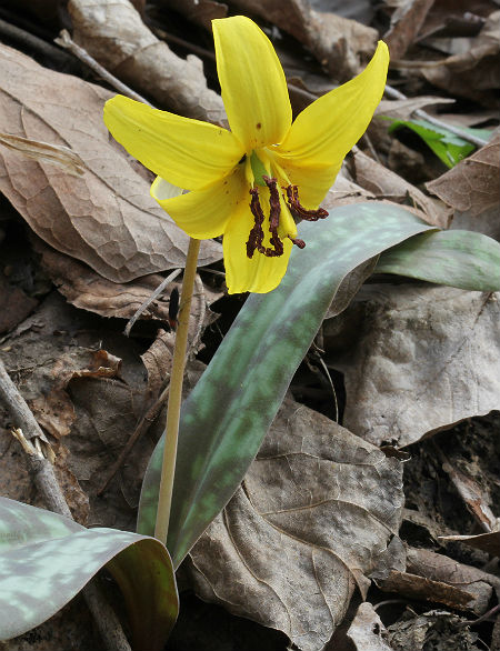 trout lily 038