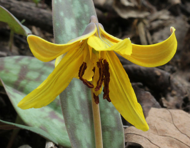 trout lily 048