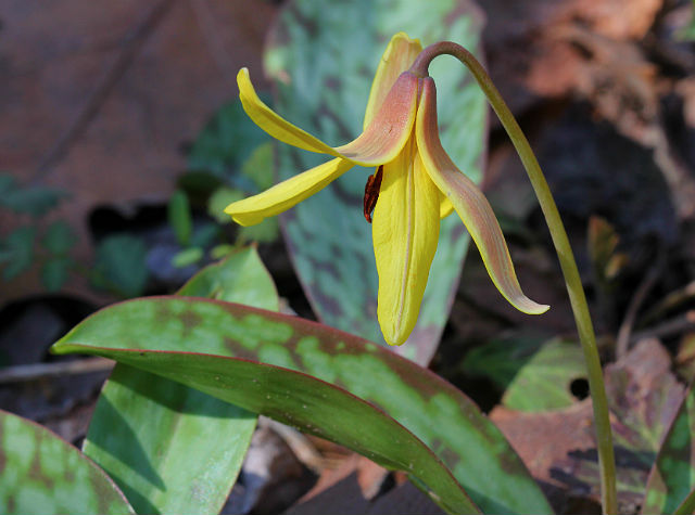 trout lily 060