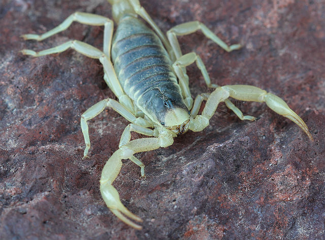 desert hairy scorpion 005