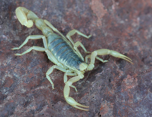 desert hairy scorpion 006