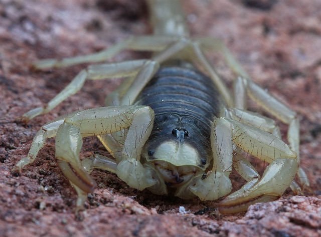 desert hairy scorpion 011