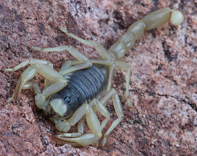 desert hairy scorpion 016