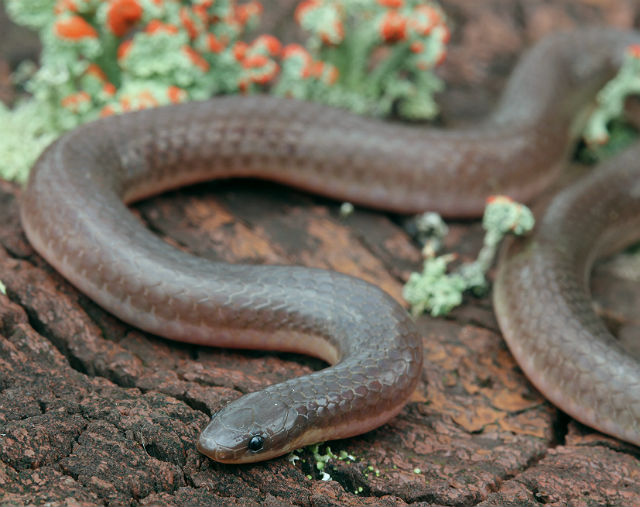 worm snake 117