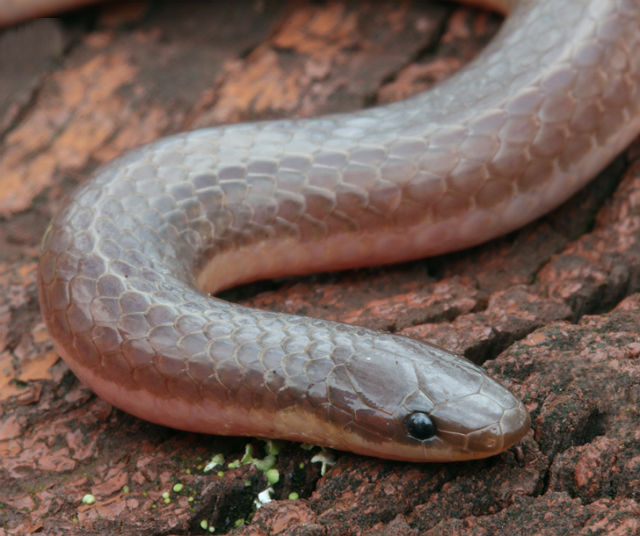 worm snake 123