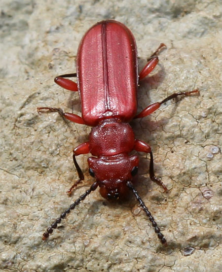 red flat bark beetle 045