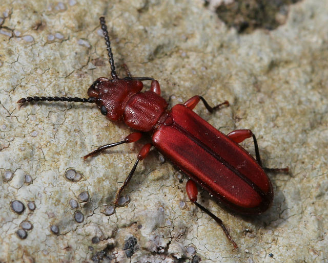red flat bark beetle 048