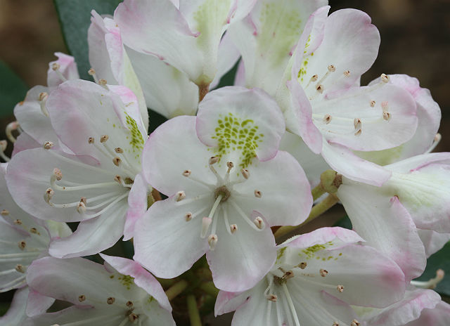 Rosebay Rhododendron 009