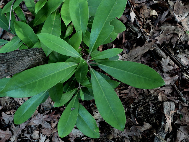 Rosebay Rhododendron _5927