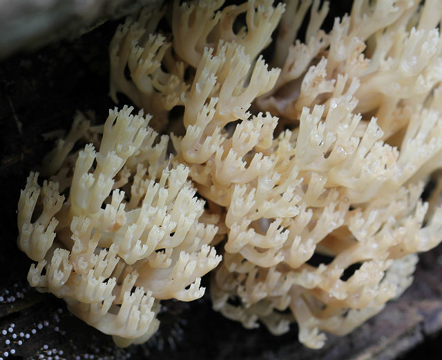Crown-Tipped Coral Mushrooms 006