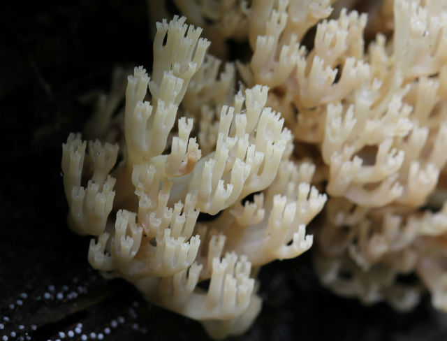 Crown-Tipped Coral Mushrooms 007a