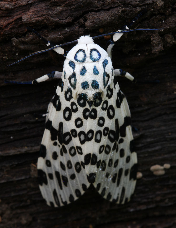 Giant Leopard Moth 019