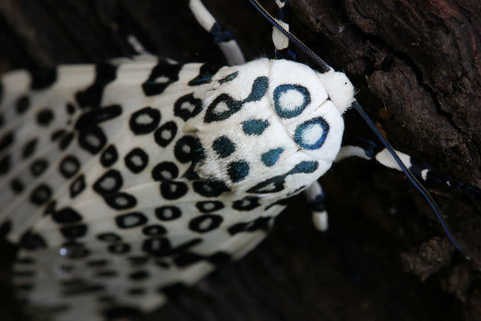Giant Leopard Moth 027