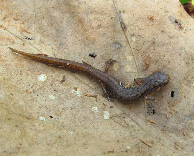 four-toed salamander_3650