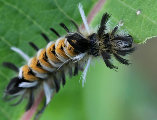 Milkweed Tiger Moth Caterpillar 071