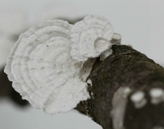 Little Nest Polypore Poronidulus conchifer_7894