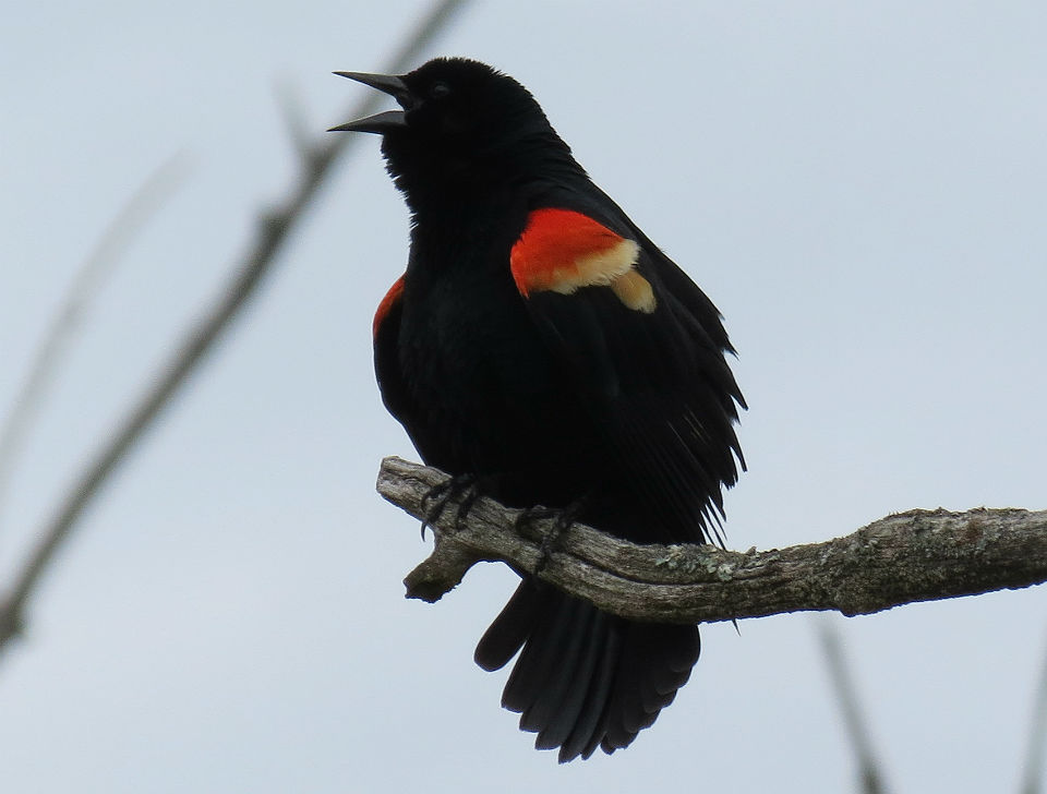 red-winged blackbird_4088