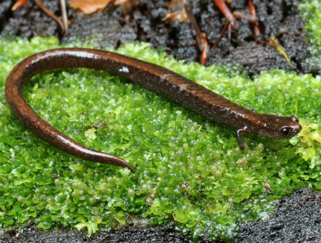 slender salamander 095